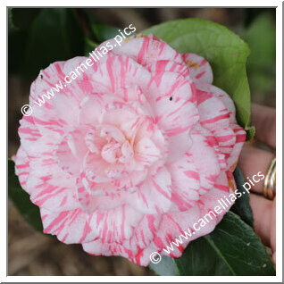 Camellia Japonica 'Traversi'