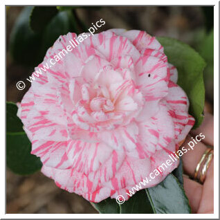 Camellia Japonica 'Traversi'