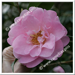 Camellia Hybride C.x williamsii 'Tregrehan'