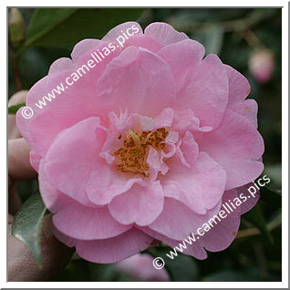 Camellia Hybride C.x williamsii 'Tregrehan'