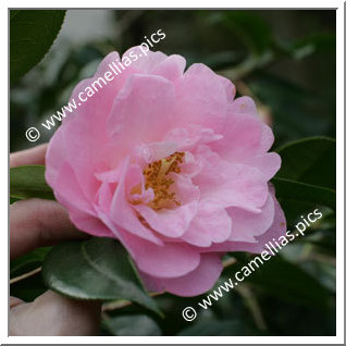 Camellia Hybrid C.x williamsii 'Tregrehan'