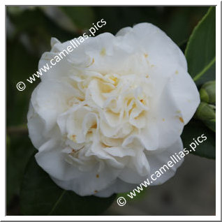 Camellia Japonica 'Trewithen White'