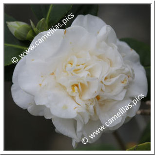 Camellia Japonica 'Trewithen White'