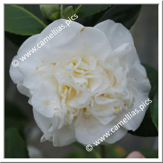 Camellia Japonica 'Trewithen White'