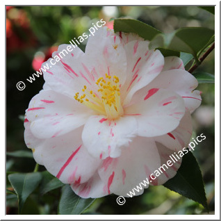 Camellia Japonica 'Tricolor'