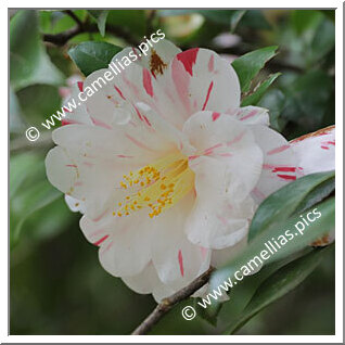 Camellia Japonica 'Tricolor'