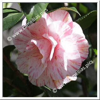 Camellia Japonica 'Tricolor Florentine'