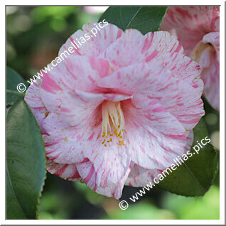 Camellia Japonica 'Tricolor Florentine'