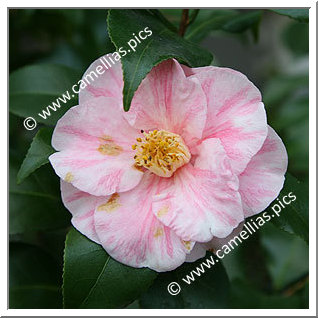 Camellia Japonica 'Tricolor Nova'