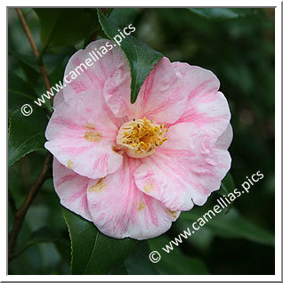 Camellia Japonica 'Tricolor Nova'
