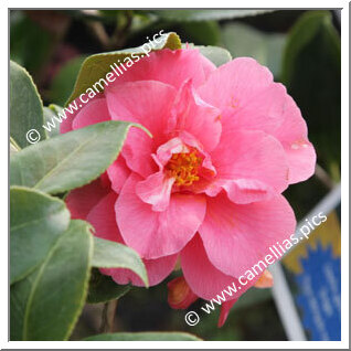 Camellia Japonica 'Tricolor Pink'