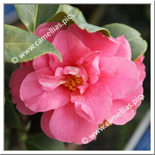 Camellia Japonica 'Tricolor Pink'