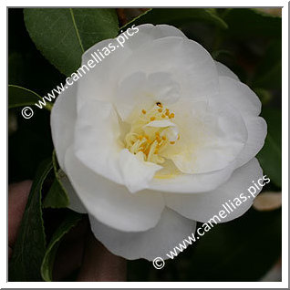 Camellia Japonica 'Tricolor White'