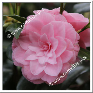 Camellia Japonica 'Triomphe de Mayence'