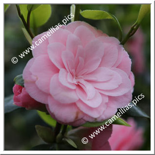 Camellia Japonica 'Triomphe de Mayence'