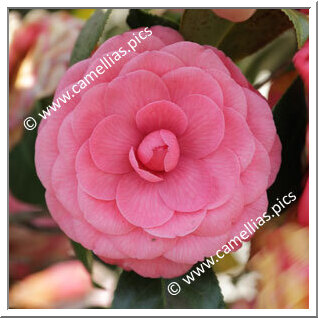 Camellia Japonica 'Triomphe de Wondelgem'