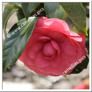 Camellia Japonica 'Triomphe de Wondelgem'