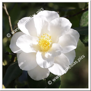 Camellia Japonica 'Triphosa'