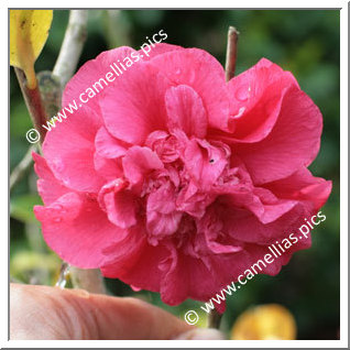Camellia Hybrid C.reticulata  'Tristrem Carlyon'