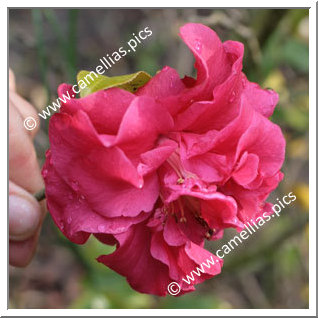 Camellia Hybride C.reticulata 'Tristrem Carlyon'