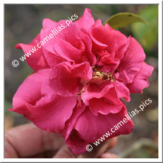 Camellia Hybrid C.reticulata  'Tristrem Carlyon'