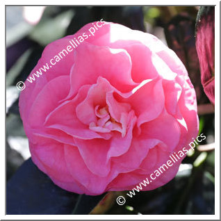 Camellia Hybride C.reticulata 'Trophy'