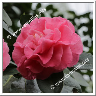 Camellia Hybride C.reticulata 'Trophy'