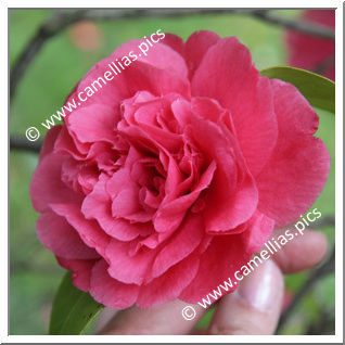 Camellia Japonica 'Prince Troubetzkoy'