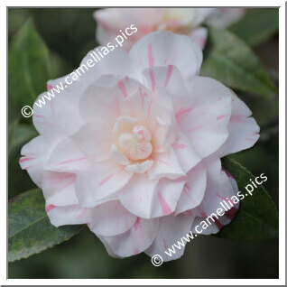 Camellia Japonica 'T.S.Clower Jr'