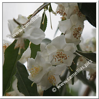 Camellia Species 'C. tsaii'