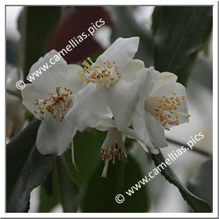 Camellia Species C. tsaii