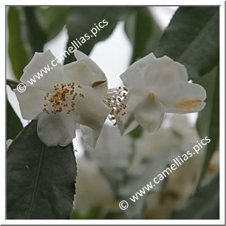 Camellia Botanique C. tsaii