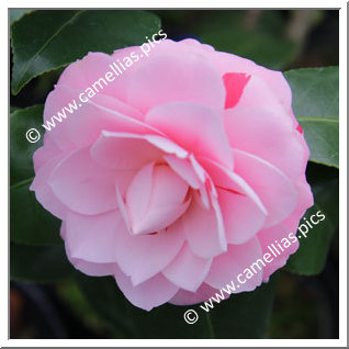 Camellia Japonica 'Tsugawa-shibori'