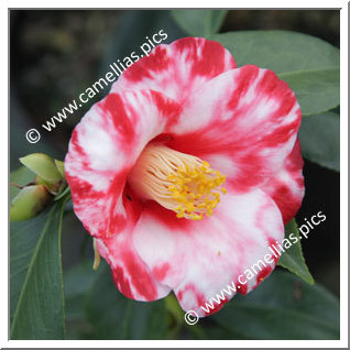 Camellia Japonica 'Tsuki-no-wa'