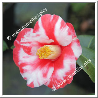 Camellia Japonica 'Tsuki-no-wa'