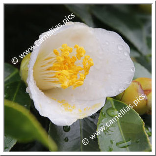 Camellia Japonica 'Tsukimi-shiro'