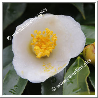 Camellia Japonica 'Tsukimi-shiro'