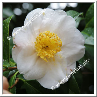 Camellia Japonica 'Tsukushi-no-homare'