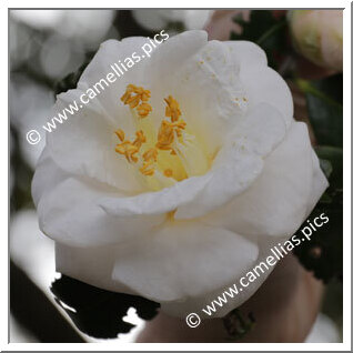 Camellia Japonica 'Tsuru-no-kegoromo'