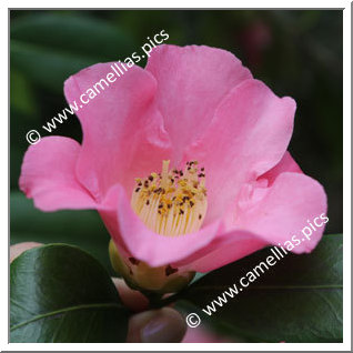 Camellia Japonica 'Mrs Tsutako Nakasone'