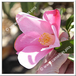 Camellia Hybrid C.x williamsii 'Tulip Time'