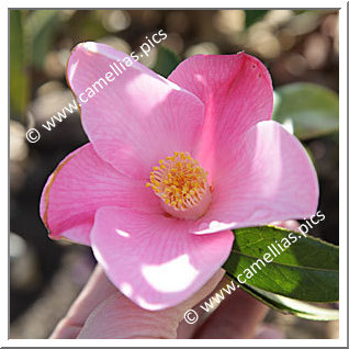 Camellia Hybride C.x williamsii 'Tulip Time'