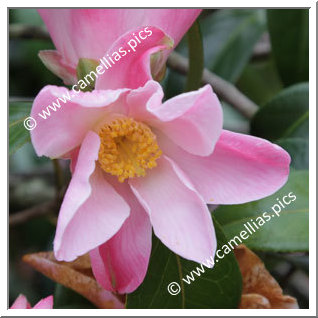 Camellia Hybride C.x williamsii 'Tulip Time'