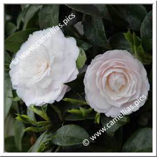 Camellia Japonica 'Twilight'