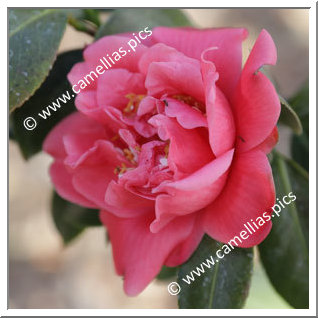 Camellia Japonica 'Uncle Tom'