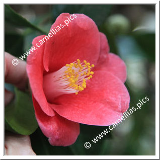 Camellia Japonica 'Unryû-tsubaki'