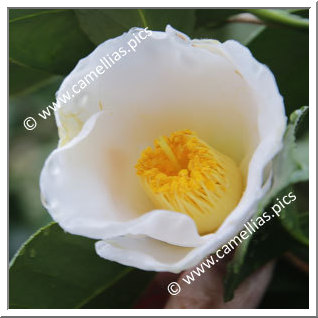 Camellia Japonica 'Usu-seiôbo'