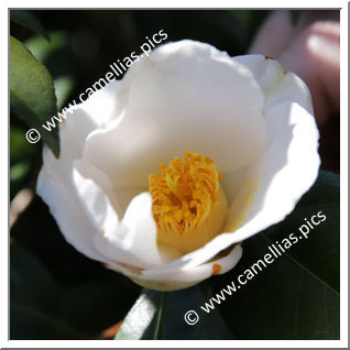 Camellia Japonica 'Usu-seiôbo'