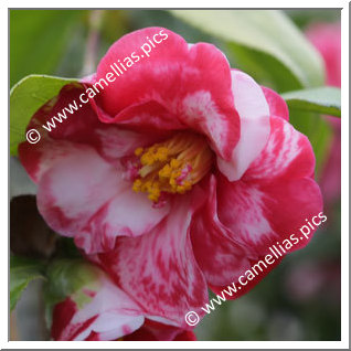 Camellia Japonica 'Utage'