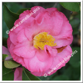 Camellia Hybride C.x williamsii 'Utsukushi-asahi'